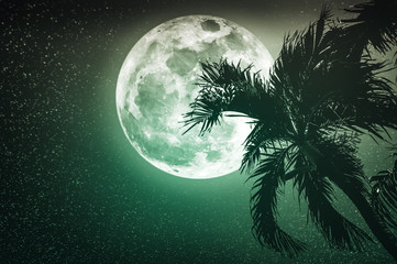 Wall Mural - Beautiful night landscape of sky with supermoon behind betel palm tree.