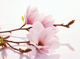 Pink magnolia blossoms on a reflective surface