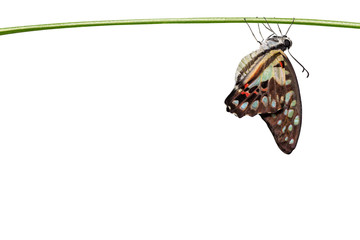 Wall Mural - Isolated emerged Common jay butterfly ( Graphium doson)  hanging on twig  with clipping path