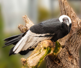 andean condor perched on dead tree