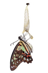 Wall Mural - Isolated emerged Common jay butterfly ( Graphium doson)  with pupa and shell hanging on twig