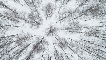 Wall Mural - Winter season aerial top down view over the snowy forest close up	