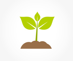 Wall Mural - little plant seedling sprouting in soil.