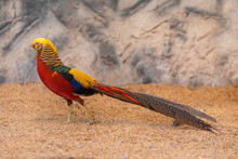 Colorful Male Golden Pheasant Showing Off Its Colorful Plumage
