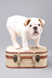  British Bulldog Puppy standing on suitcase