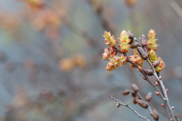 Wall Mural - Blooming sweetgale, Myrica gale 