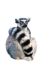 Adult Ring-tailed Lemur. Photo On The White Background.