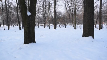 Wall Mural - Very beautiful winter forest Park in the city.