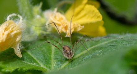 spider on leaf