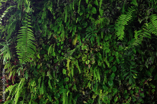 Vertical Garden Nature Backdrop Living Green Wall Of Devil S Ivy Ferns Philodendron Peperomia Inch Plant And Different Varieties Tropical Rainforest Foliage Plants On Dark Background Wall Mural Chansom Pantip