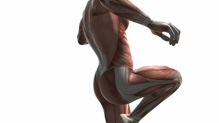 human muscular system scan