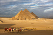 pyramids in egypt giza with camels in desert