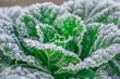 Green vegetables covered with frost.