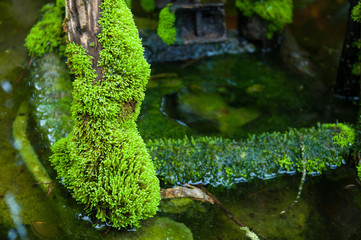 Closed up green moss in tropical forest