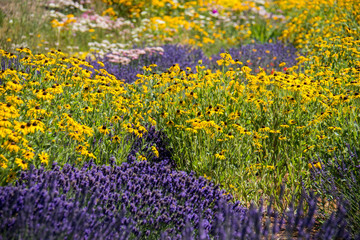 Lavender and black eyed susan daisies wildflowers in a meadow on a sunny day