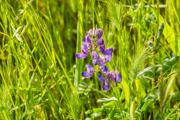 Wall Mural - Close up of Lupine flowers blooming among tall grass, California