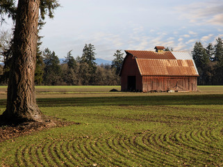Wall Mural - old barn in the field