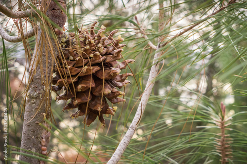 Fotografie, Obraz Close up of Gray Pine (Pinus Sabiniana) cone and needles, tree endemic to Califo