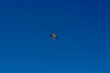 Pipa voando em um céu azul