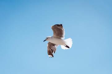 Sea Bird Flying