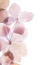 Pink Hydrangea Flowers On The White Background. Floristic Concept