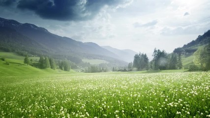 Poster - field of spring dandelions in Dolomites,South Tyrol, Italy