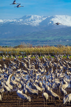 Common Crane Birds In Agamon Hula Bird Refuge, With Mount Hermon