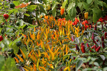 Close-up Of Various Peppers Growing On Plants In Vegetable Garden