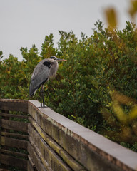 Bird on the Railing of the Boardwalk in the Rain 2