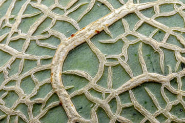 Close-up of the melon green surface as background