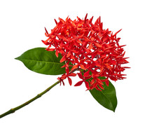 Ixora Coccinea Flower, Red Ixora With Leaves Isolated On White Background, With Clipping Path