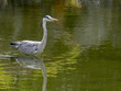  grey heron bird in kyoto, japan
