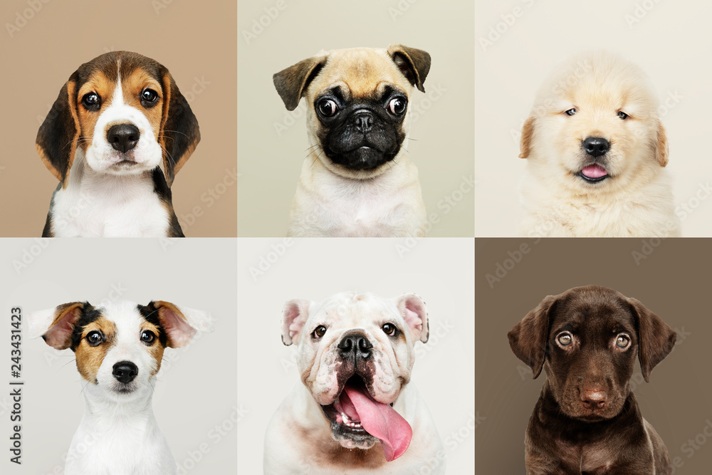 Portrait collection of adorable puppies - obrazy, fototapety, plakaty 