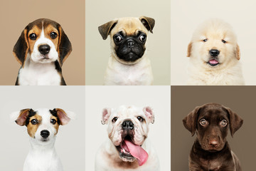 Wall Mural - Portrait collection of adorable puppies