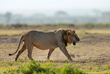 African Male Lion, Panthera Leo, Amboseli, Kenya, Africa.
