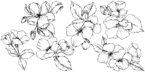 Vector Apple blossom floral botanical flower. Black and white engraved ink art. Isolated flowers illustration element.