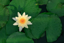 Yellow Beautiful Lotus Flower