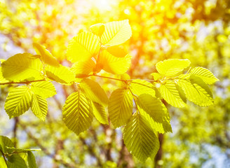 Wall Mural - Green leaves in forest background in sunny day