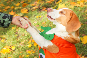 Canvas Print - beagle in pumpkin costume