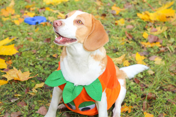 Canvas Print - beagle in pumpkin costume