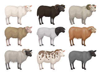 Wall Mural - flat vector set of sheeps and rams of different breeds. domestic animal with woolly coat. farm creat