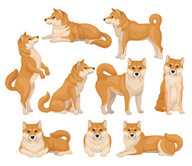 Poster - Set of cute Shiba Inu in different poses. Home pet. Dog with red-beige fur and fluffy tail. Detailed flat vector icons