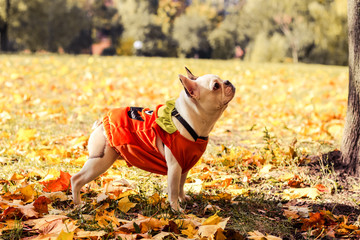 Canvas Print - french bulldog, halloween, autumn