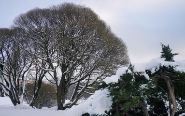 Wall Mural - Trees covered with snow