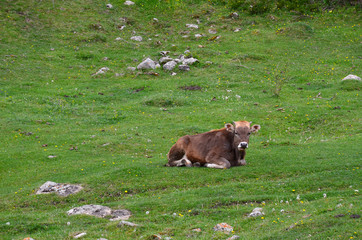 A brown young cow lies on a mountain meadow green surrounded by tiny yellow flowers and looks into the camera