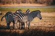 Gruppe Zebras am Rande des Überschwemmungsgebietes im Okavangodelta, Moremi Nationalpark, Botswana