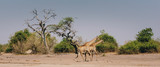 Fototapeta Sawanna - Panorama - Zwei Giraffe laufen am Rande des Überschwemmungsgebietes des Chobe River über die Ebene, Chobe flood plains, Botswana