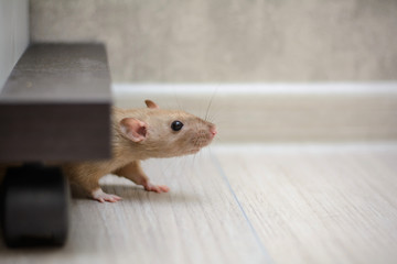 cute brown rat dumbo walking and sniffing around the house or apartment.