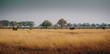 Elefanten im Grasland des Moremi National Park, Okavango Delta, Botswana