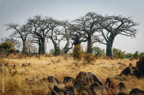 Fotomural Gruppe großer Baobab-Bäume auf einem Hügel in der Nähe von Savuti, Chobe Nationa